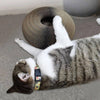 Magic Organ Cat Scratching Board - Vem com uma bola de sino de brinquedo