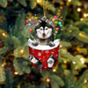 Alaskan Klee Kai In Snow Pocket Christmas Ornament SP152